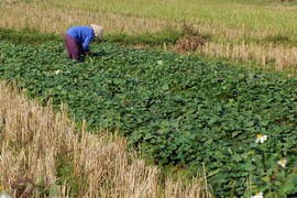 Thực hư về loại “rau sạch tinh khiết“